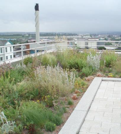 Ecological benefits of green roofs with indigenous vegetation